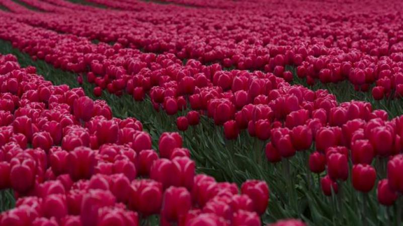 LUNES 23 DE ABRIL: Los tulipanes florecen en Alemania luego de una de las épocas de pascua más frías en 50 años.