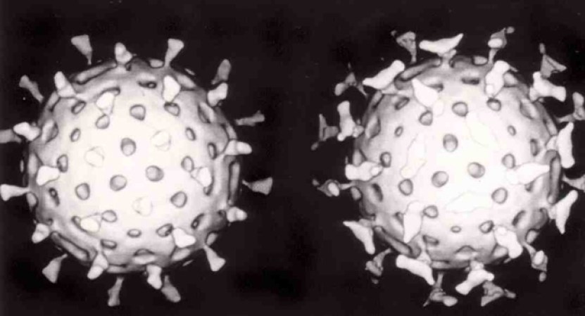 Rotavirus. Causa diarrea severa. También puede causar vómitos, fiebre y deshidratación.