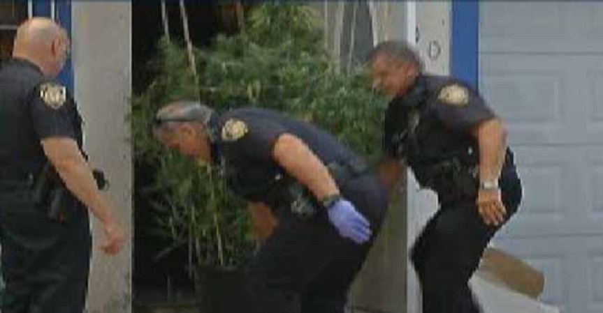 Encuentran casa sembrada de marihuana en Hialeah Gardens.
