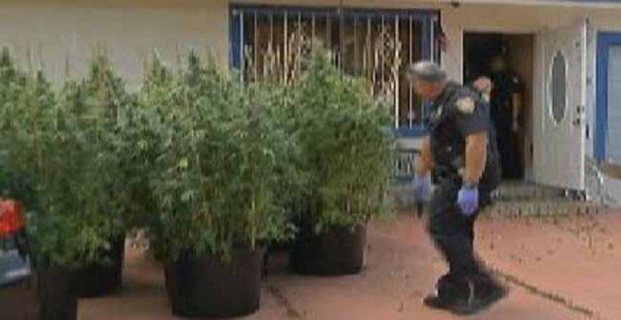 Encuentran casa sembrada de marihuana en Hialeah Gardens.