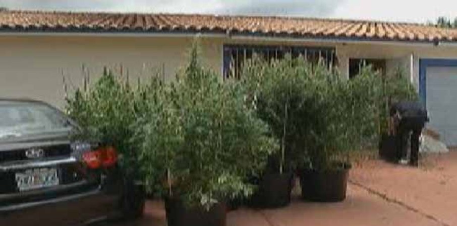 Encuentran casa sembrada de marihuana en Hialeah Gardens.