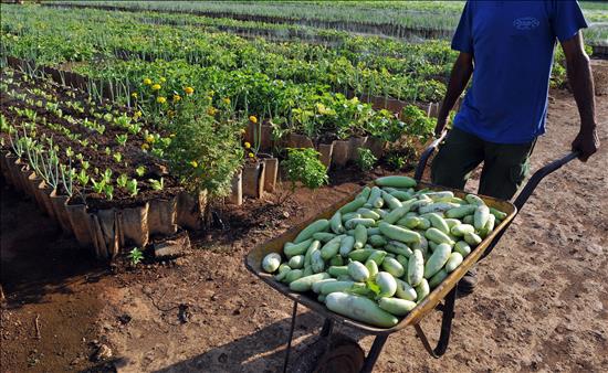 FAO-CUBA