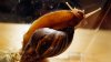 Confirman presencia del caracol gigante africano en Florida: Lo que debes saber