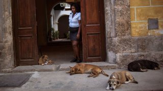 Cuba Official Street Dogs