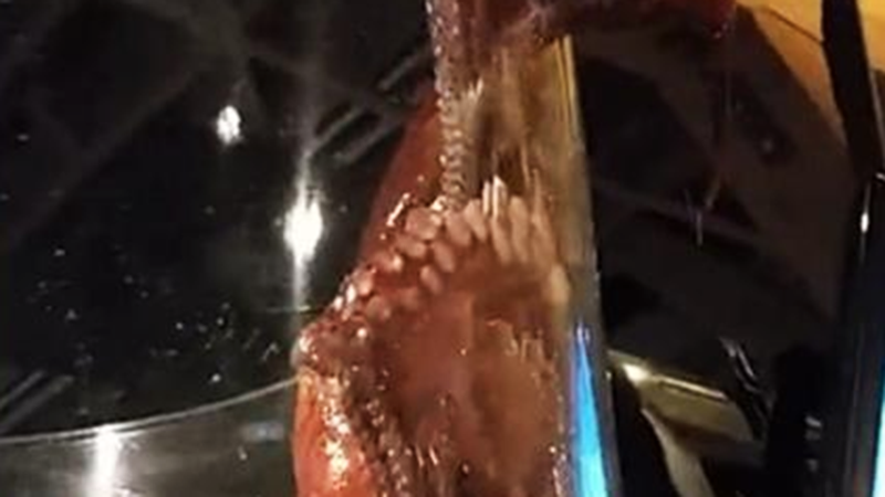 Pulpo Gigante