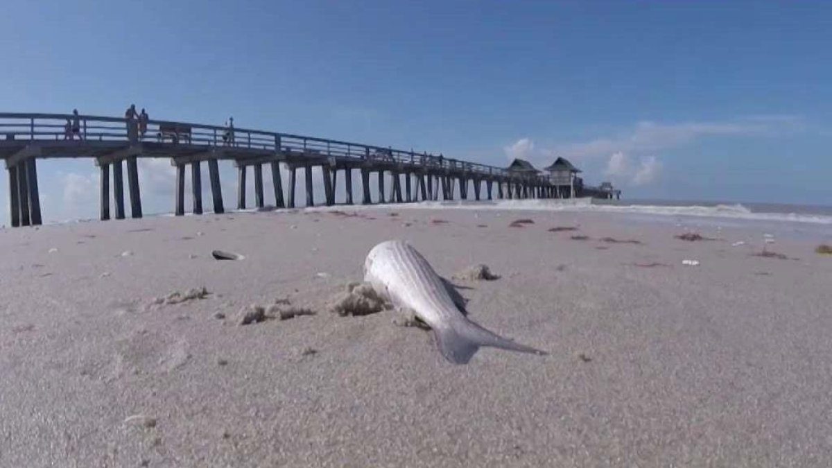 Red tide begins to cause discomfort on Florida’s southwest coast