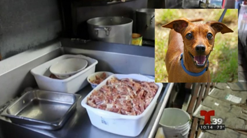 TLMD-CARNE-DE-PERRO