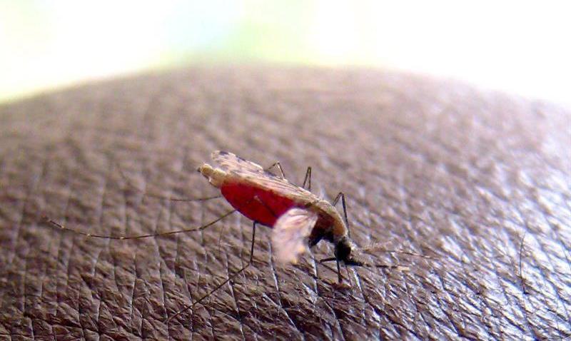 TLMD-MALARIA-NUEVO-FARMACO