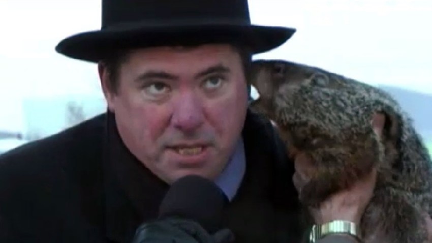 TLMD-marmota-muerde-oreja-de-alcalde-1