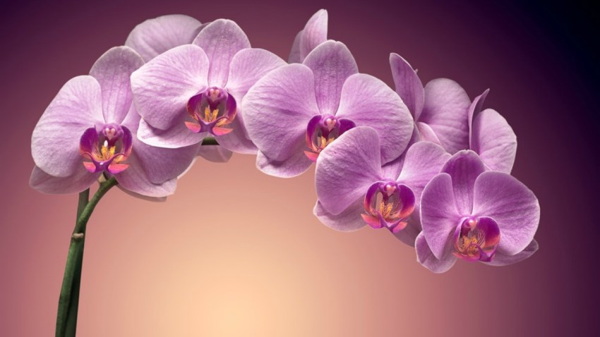 horoscopo-chino-flores-de-buena-suerte