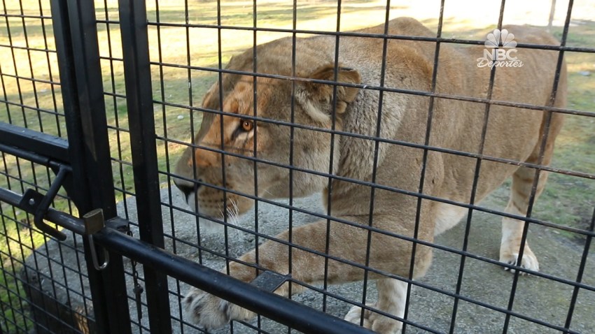 leones-nueva-zelanda