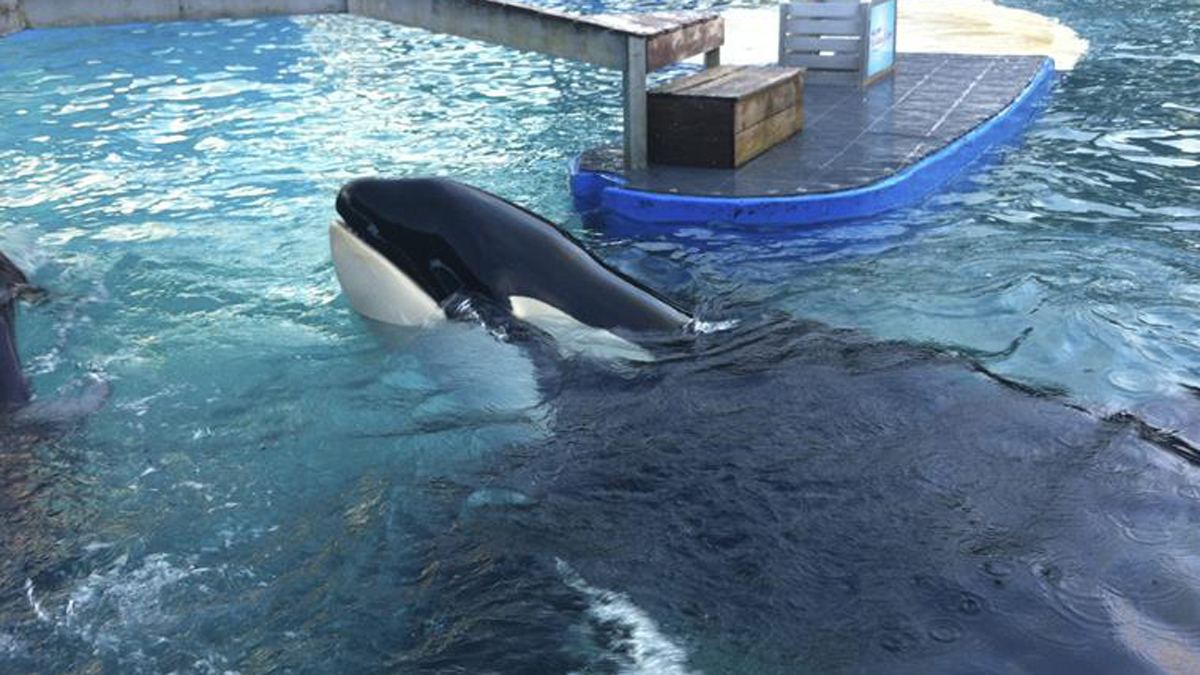 Announcing a plan for the orca Lolita to return to the sea