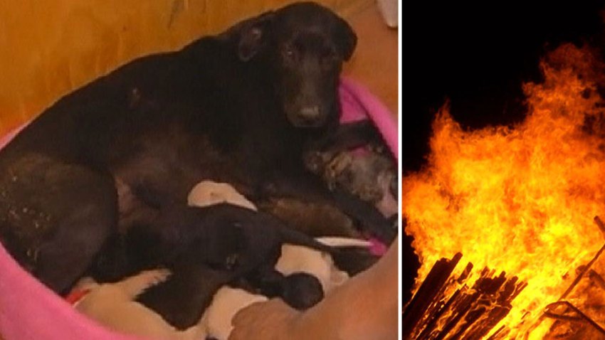 mama-perro-new