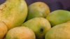 ¿Quieres llevarte el mango del árbol ajeno? Mira las reglas de Miami-Dade