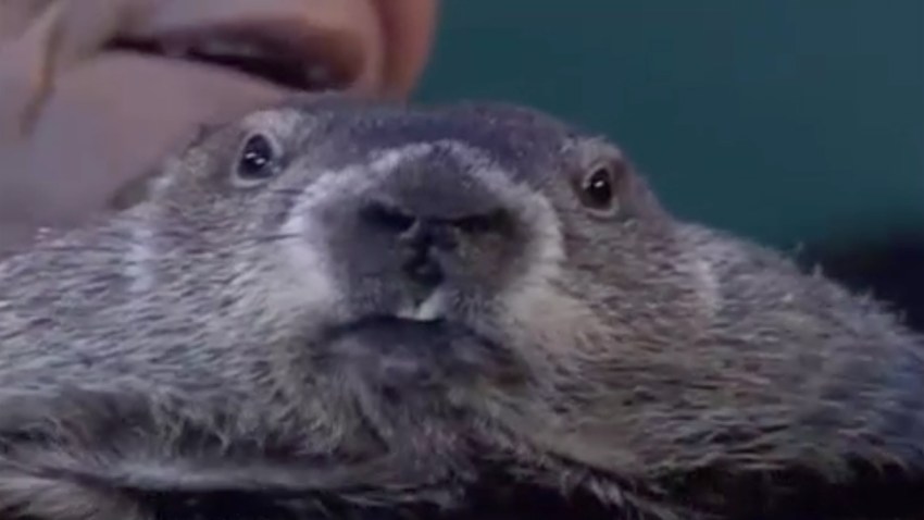 marmota-phil