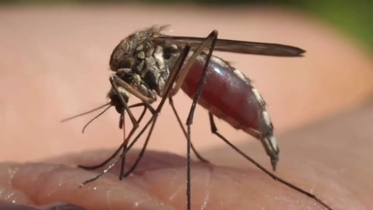 Fort Lauderdale flooding could lead to a flood of mosquitoes.  What you need to know to prevent infestations and diseases