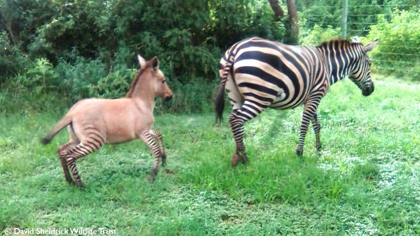 n bebé cría de una cebra y un burro, una mezcla atípica con el cuerpo grisáceo-rojizo y las patas rayadas