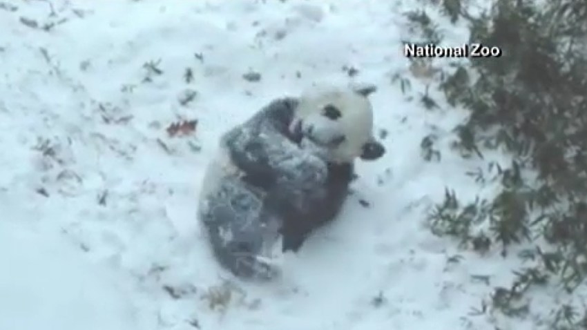 osito-panda-nieve
