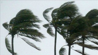 palmeras-tormenta