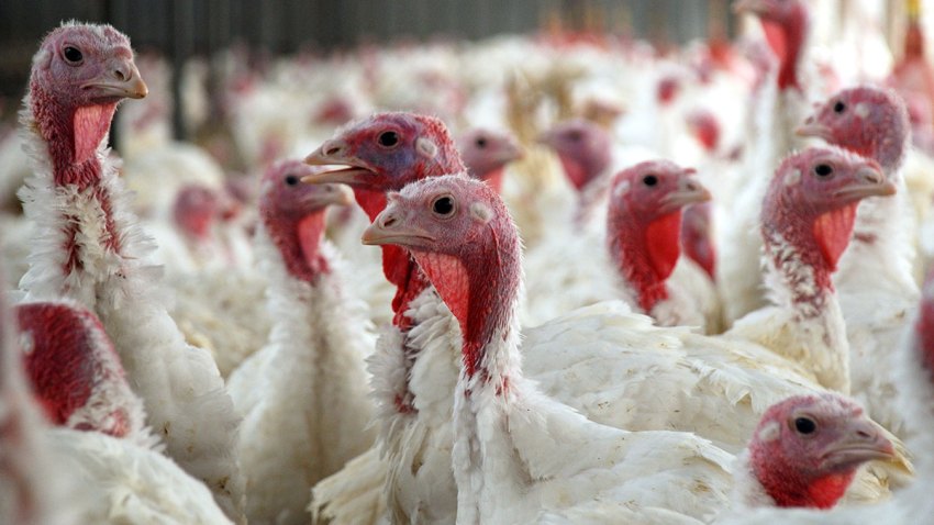 pavos