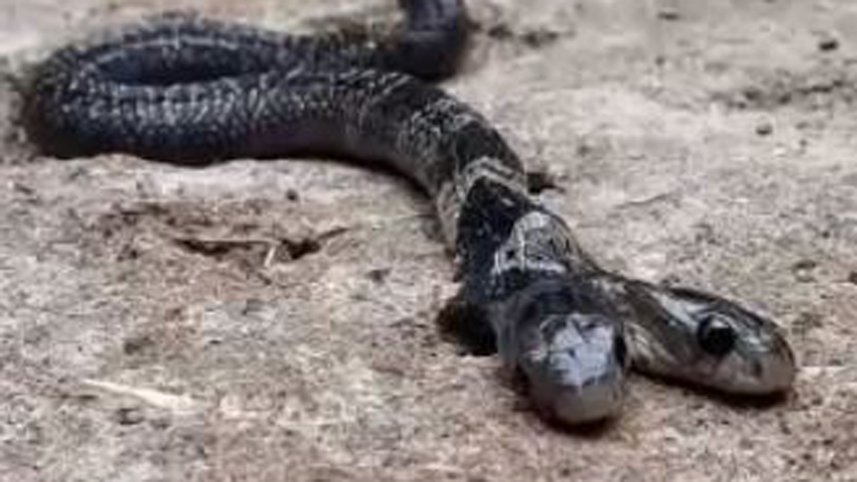 La temible serpiente con dos cabezas Telemundo Miami (51)