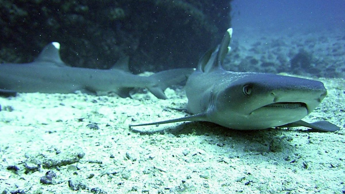 En imágenes Tiburones se mueven muy cerca de la orilla en Miami Beach