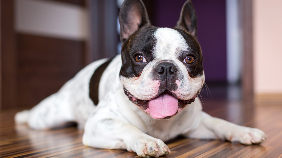 13 razas de perros ideales para vivir en apartamentos – Telemundo ...