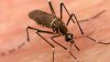 Aumentan los casos de dengue en el sur de la Florida: Emiten alerta sanitaria