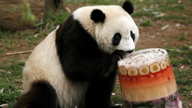 tlmd_panda1