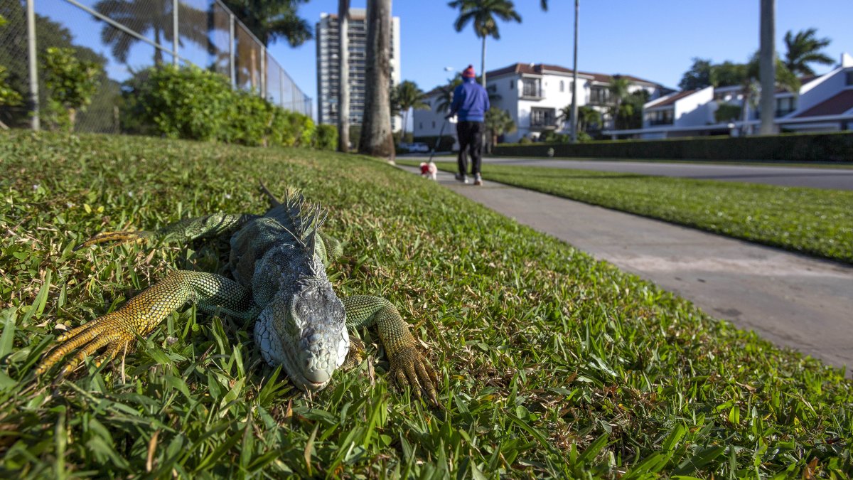 “Iguana Rain” Expected – NBC Miami (51)