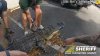 Policía captura inmenso cocodrilo en un estacionamiento de Florida