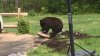 Encuentros con osos son cada vez más frecuentes en el suroeste de Florida