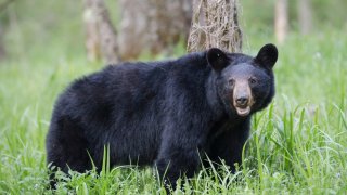 Foto ilustrativa de un oso negro en un parque de Tennessee.