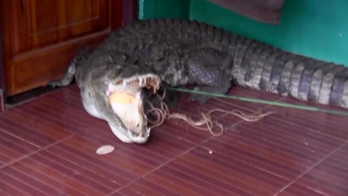 Video: aparece enorme cocodrilo en la puerta de una casa – Telemundo Miami  (51)
