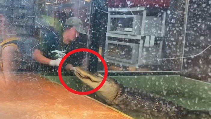 PETA solicita cierre de Scales and Tails en Utah por ataque de caimán a entrenadora – Telemundo Miami (51) - Vimarsana News