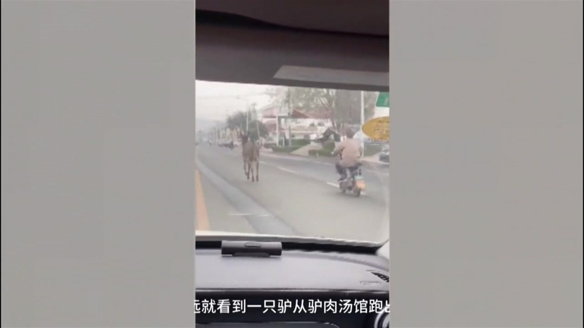 China: burro escapa de restaurante donde iban a cocinarlo – Telemundo Miami (51)