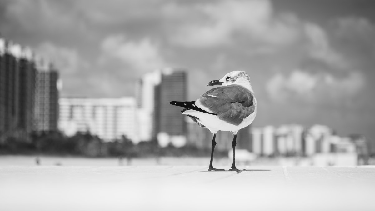 ¿Nieve en Miami? Conoce el histórico día en que ocurrió Telemundo