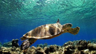 A sea Turtle (Caretta Caretta) swims in