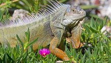 Fotografía cedida por la Comisión de Conservación de Pesca y Vida Silvestre de Florida (FWC, en inglés) que muestra un ejemplar de iguana en Florida (EE.UU.). EFE/ Andy Wraithmell / FWC