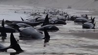 Mueren alrededor de 200 ballenas varadas en Australia