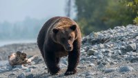 Niño de nueve años gravemente herido tras el ataque de oso pardo en Alaska