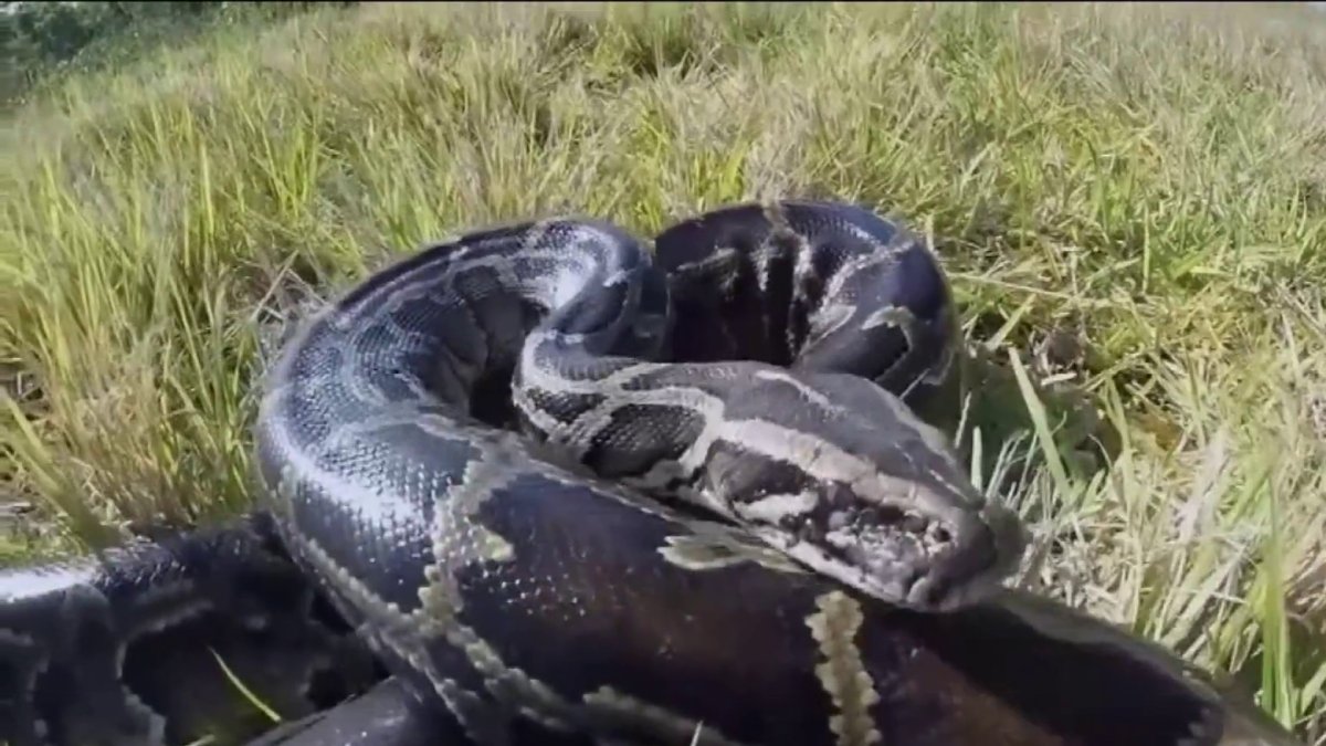 Cazan más de 230 pitones en los Everglades Telemundo Miami (51)