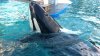 Preocupa la salud de Lolita, la famosa orca del acuario de Miami