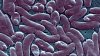 Florida reporta cuarta muerte por bacteria “comecarne” en 2026; fue en Broward