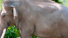Zoo Miami anuncia muerte de elefante asiático de 56 años