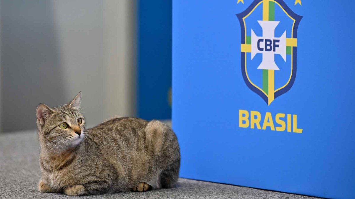 Brazil-Cat.jpg
