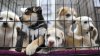 Este estado de EEUU ya no permite la venta de mascotas en las tiendas