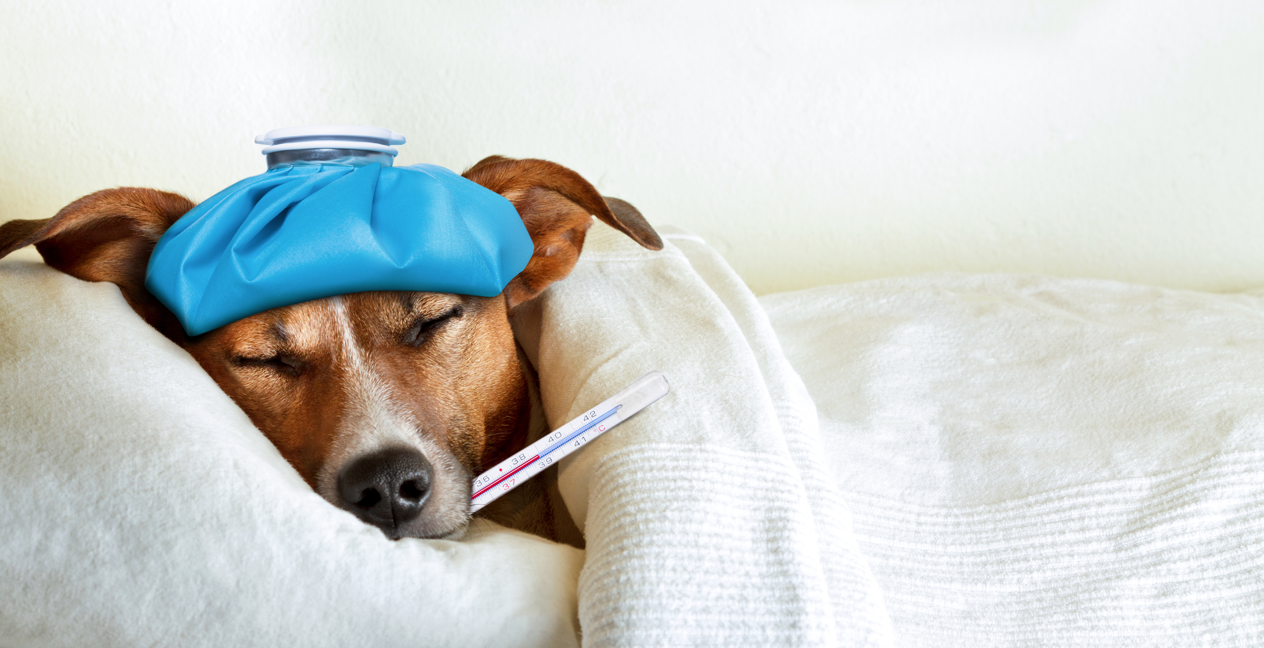Cómo saber si su perro está enfermo con la gripe – Telemundo Miami (51)
