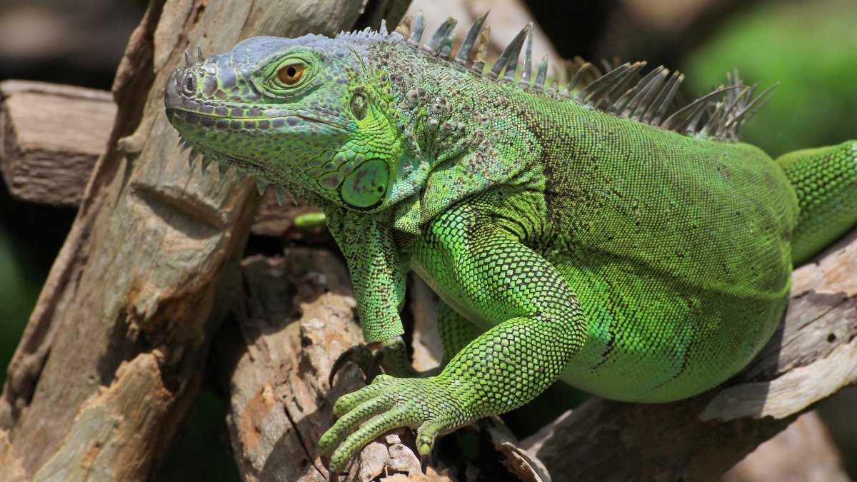 Iguana causes ‘large-scale’ blackout in Palm Beach County City – NBC Miami (51)