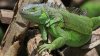 Iguana provoca apagón de “gran escala” en el sur de Florida
